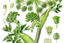 Female-Ginseng-Plant-Illustrations