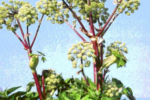 Female-Ginseng-Plant