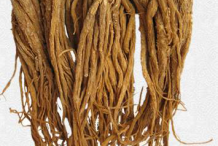 Female-Ginseng-Root