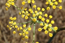 Close-up-flower-of-Fennel