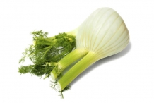 Fennel-bulb