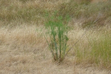 Fennel-plant