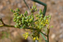Flower-buds-of-Fennel