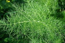 Leaves-of-Fennel-plant