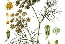 Plant-illustration-of-Fennel
