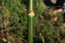 Stem-of-Fennel-plant