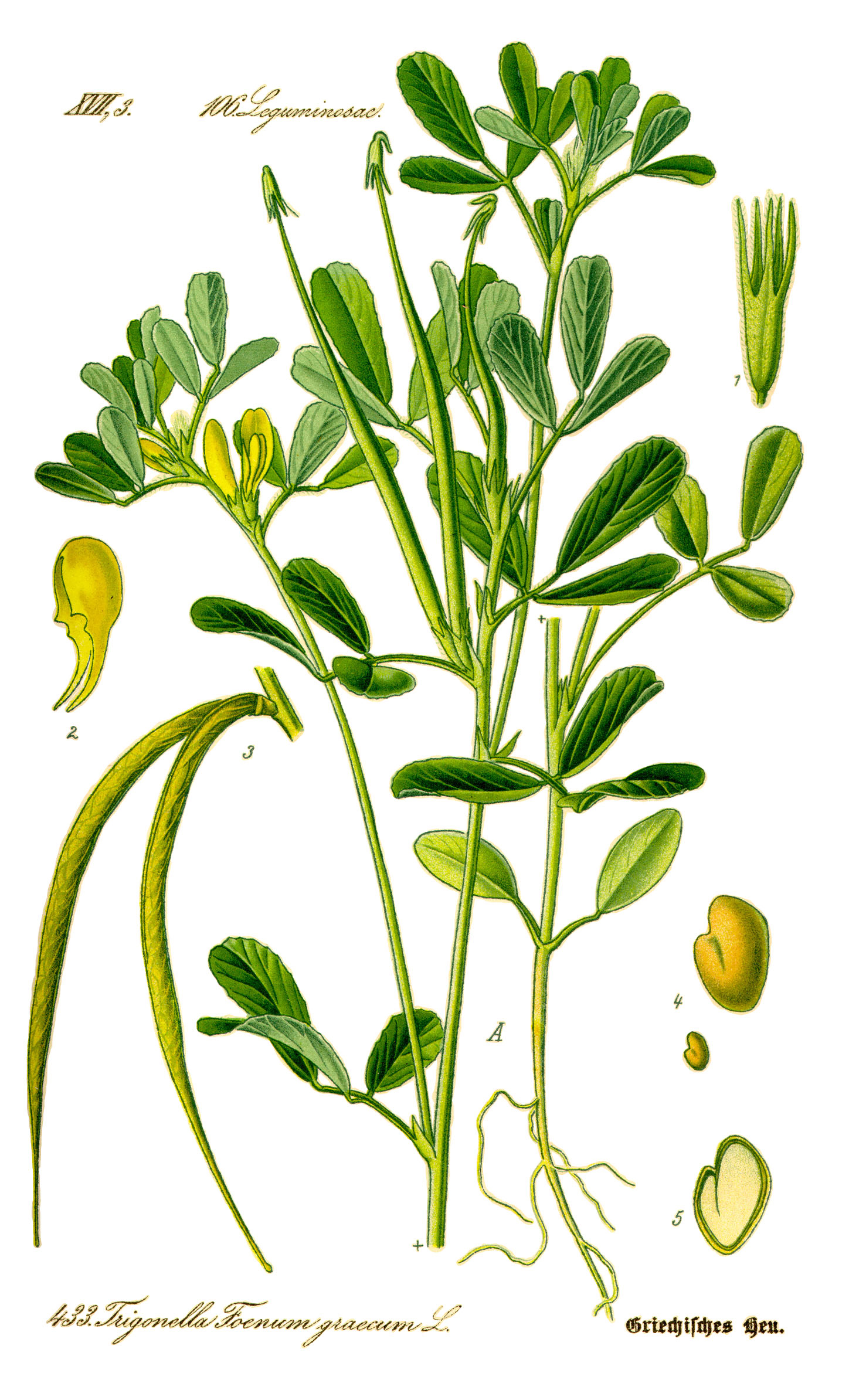 Plant-illustration-of-Fenugreek