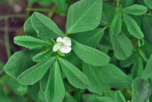 Close-up-flower-of-Fenugreek