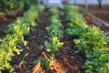 Fenugreek-farm