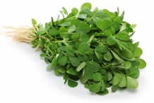 Fenugreek-plant