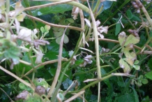 Fenugreek-pods