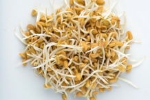 Fenugreek-sprouts