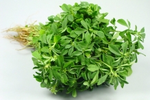 Leaves-of-Fenugreek