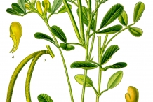 Plant-illustration-of-Fenugreek