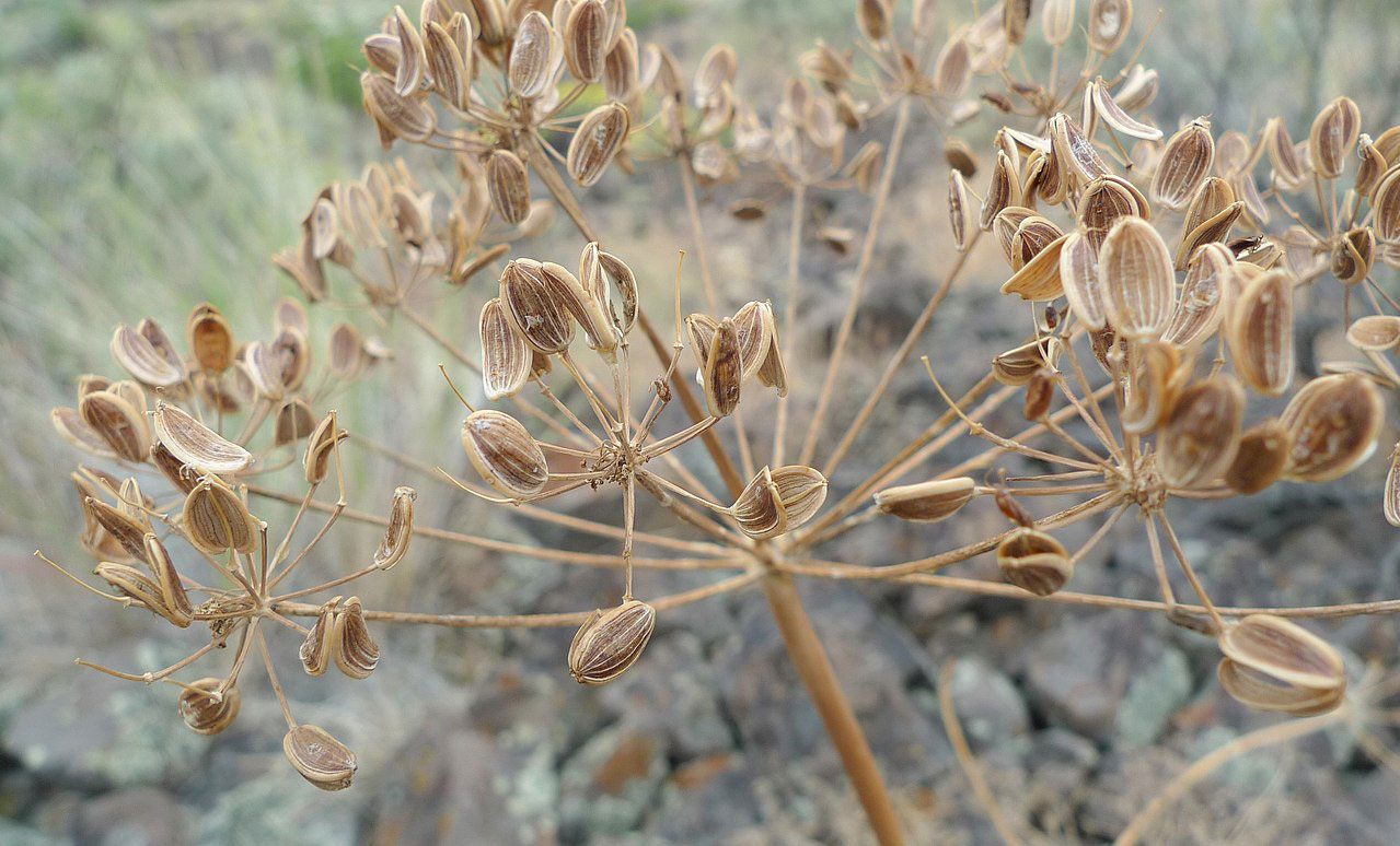 Dried-seeds-of-Fernleaf-biscuitroot