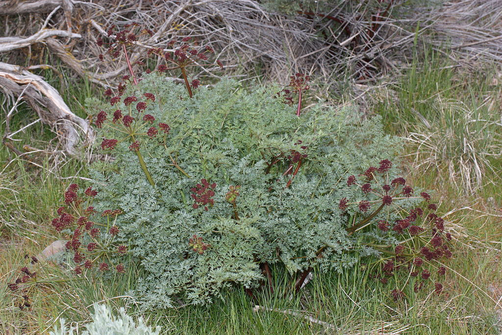 Fernleaf-biscuitroot-plant-growing-wild