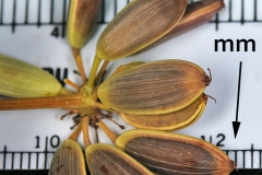 Closer-view-of-seeds-of-Fernleaf-biscuitroot