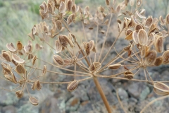Dried-seeds-of-Fernleaf-biscuitroot