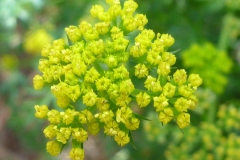 Flowers-of-Fernleaf-biscuitroot