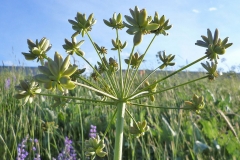 Immature-or-green-seeds-of-Fernleaf-biscuitroot