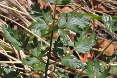Leaves-of-Fernleaf-biscuitroot