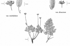 Plant-Illustration-of-Fernleaf-biscuitroot