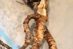Root-of-Fernleaf-biscuitroot