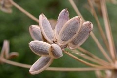 Seeds-of-Fernleaf-biscuitroot
