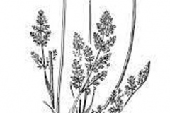 Sketch-of-Fernleaf-biscuitroot