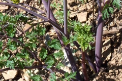 Stems-of-Fernleaf-biscuitroot