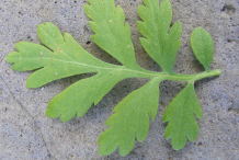 Closer view of Feverfew-leaves