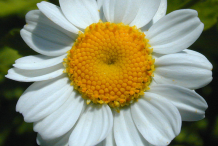 Feverfew-flower