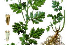 Feverfew-plant-Illustrations