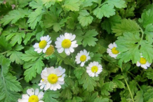 Feverfew-plant-bushes