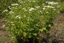 Feverfew-plant