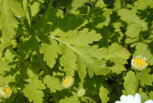 Leaves-of--feverfew-plant