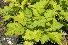 Small-feverfew-plant