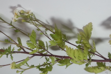 Stem-of-feverfew-plant
