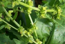 Flower-of-Fiddle-dock