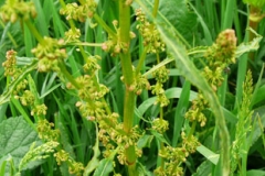 Branched-flower-stem-with-unopened-flowers-of-Fiddle-dock