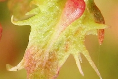 Closer-view-of-fruit-of-Fiddle-dock