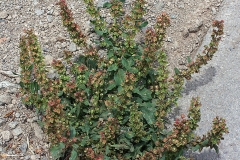Fiddle-dock-Plant