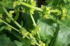 Flower-of-Fiddle-dock