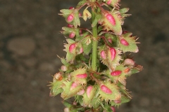 Fruits-of-Fiddle-dock