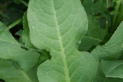 Leaf-of-Fiddle-dock