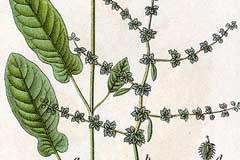 Plant-Illustration-of-Fiddle-dock