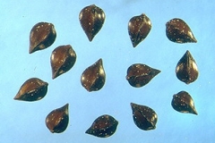 Seeds-of-Fiddle-dock