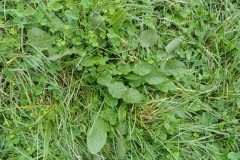 Small--Fiddle-dock-Plant-growing-wild
