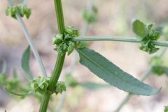Stem-of-Fiddle-dock-plant