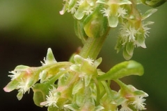 Whorls-of-female-flowers-of-Fiddle-dock